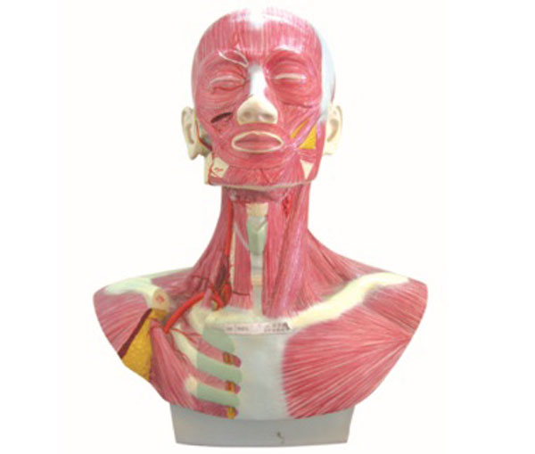 头部解剖模型（4倍件）头、面、颈部解剖和颈外
