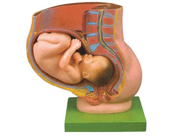 <b>妊娠胚胎发育过程模型（8部件）骨盆含妊娠九个</b>