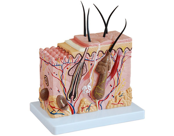 皮肤组织结构放大模型|人体内分泌器官模型